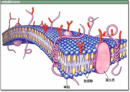 全自動(dòng)生化分析儀檢測(cè)人體中的膽固醇—山東國(guó)康