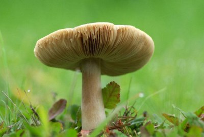 生化分析儀廠家講述血脂稠的人應(yīng)該這么吃-山東國康