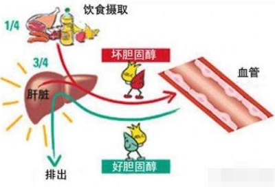 生化分析儀廠家可檢測到低密度脂蛋白過高-山東國康