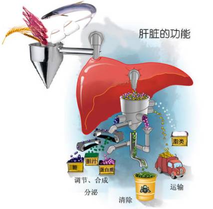 生化分析儀品牌闡述堿性磷酸酶偏高的原因有哪些